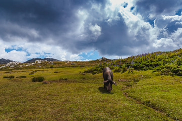 Frontview of a wild pig on the plateau of Coscione in Corsica