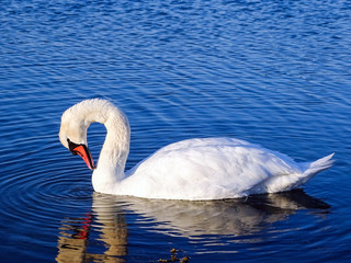 Swan
