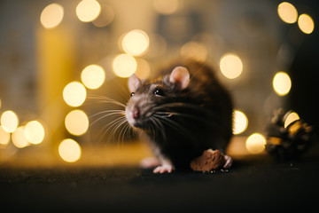 Symbol of coming 2020. Close-up of cute domestic rat in festively decorated dark room with bright...