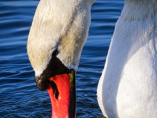 Swan