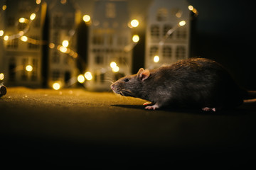 Symbol of coming 2020. Close-up of cute domestic rat sitting in festively decorated dark room with bright garlands. - obrazy, fototapety, plakaty