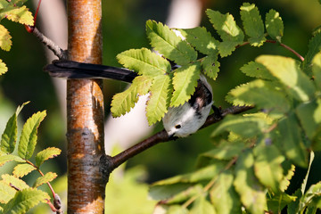 Long-tailed tit aegithalos caudatus sitting on branch of tree. Cute little fluffy bird in wildlife.