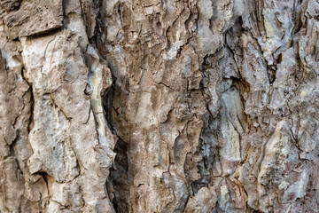 Tree bark of austrian pine or black pine (Pinus nigra), close up