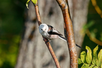 Long-tailed tit aegithalos caudatus sitting on branch of tree. Cute little fluffy bird in wildlife.