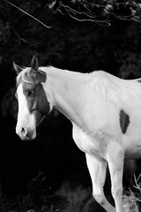 Obraz premium Farba klacz koń z bliska w czerni i bieli, na białym tle na czarnym tle.