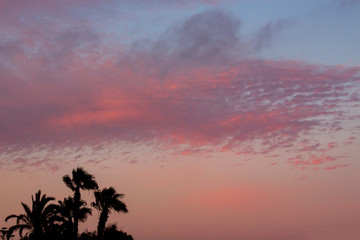 Palmen-Silhouette vor purpurnen Wolken