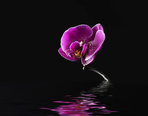 Purple orchid on a black background, selective focus, space for text