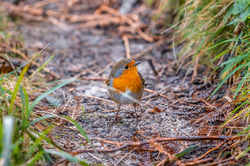 Little Robin on Mount Jaizkibel near Fuenterrabia. Basque Country