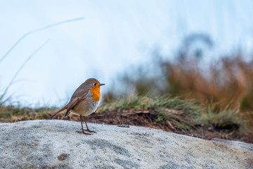 Robin on Mount Jaizkibel near Fuenterrabia. Basque Country