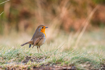 Fototapeta premium A robin walking through the grass on Mount Jaizkibel near Fuenterrabia. Basque Country