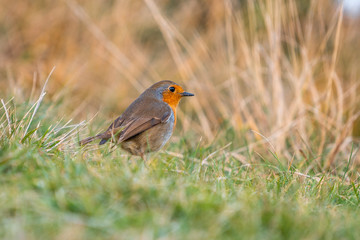 A small robin bird walking through the grass on Mount Jaizkibel near Fuenterrabia. Basque Country