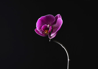 Purple orchid on a black background, selective focus, space for text