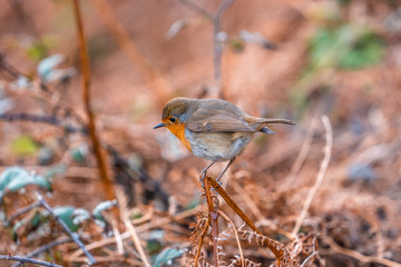 A nice robin on Mount Jaizkibel near Fuenterrabia. Basque Country