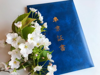 春の門出　卒業証書と桜