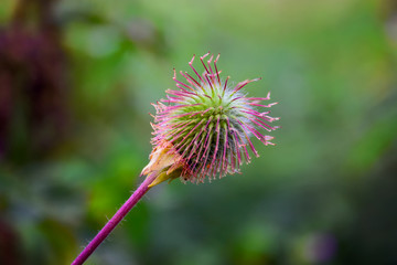 Wild flowers in a meadow nature. Natural summer background with wild flowers in the meadow in the morning sun rays. Morning field background with wild flowers.