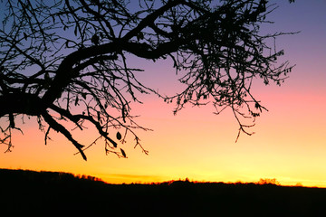 silhouette of a tree at sunset