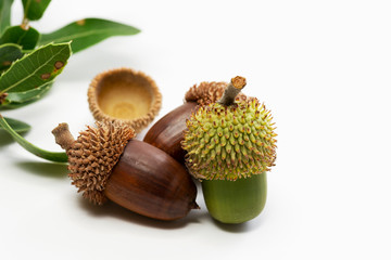 Close up shot two dry and one green acorns on a white background.