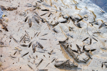 Bird Footprints in the Sand on the Edge of Udawalawe Reservoir, Udawalawe National Park, Sri Lanka