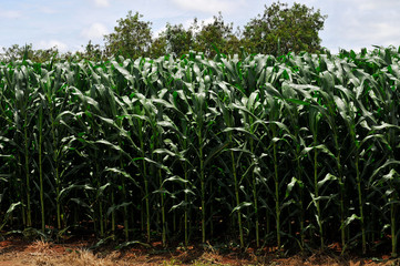 Fototapeta premium cornfield