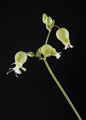 fiori isolati di silene vulgaris su sfondo neutro