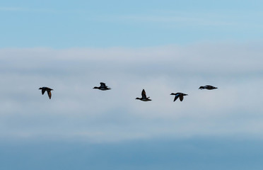 Flying Canadian geese in one line in beautiful blue sky with pink clouds