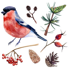 Watercolor hand painted realistic set with bullfinch, pine cones and branches of rowan, rose hip, pine tree and alder on white background.