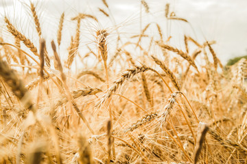 Fototapeta premium Spikelets of wheat close-up on a background of a golden wheat field. Selective focus with blurred background.