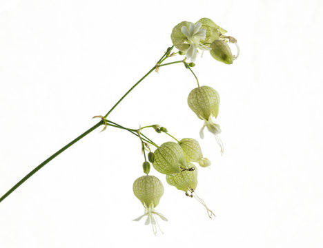 fiori isolati di silene vulgaris su sfondo neutro