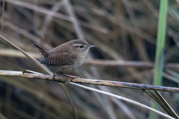 A wren sits on the bank of a creek