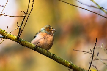 Chaffinch on a branch in autumn forest
