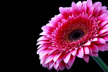 Pink gerbera flower on a dark background, selective focus, close up and space for text