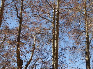 trees and blue sky