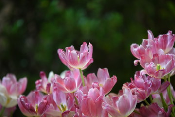 Obraz na płótnie Canvas Tulips in the garden