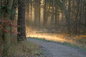 Obraz premium Fog rises on a sunny winter morning from a creek on the forest road