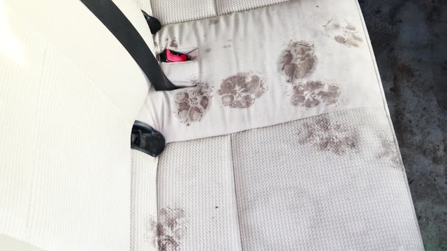 The dog's dirty paws. The dog inherited a seat in the car. Dry cleaner's.