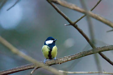 Obraz premium great tit on a branch
