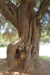 Fototapeta premium Tausendj??hriger Olivenbaum in Santa Maria Naverese, Sardinien