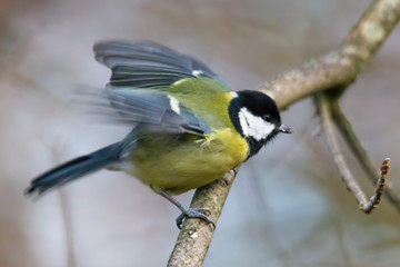 great tit on a branch