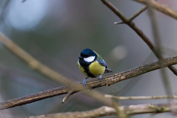 great tit on a branch