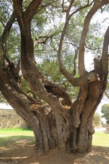 Fototapeta premium Tausendj??hriger Olivenbaum in Santa Maria Naverese, Sardinien