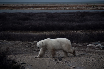 Polar Bear March