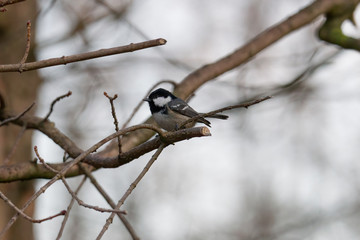 great tit on a branch