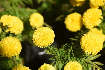 Colorful flower bed in a park 