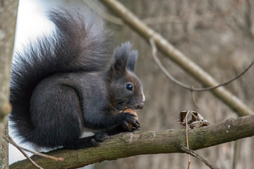 European brown squirrel in winter coat on a branch in the forest