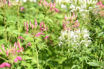 Colorful flower bed in a park 