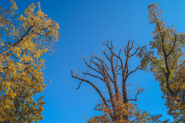Colorful trees in autumn V, Prague, Czech Republic