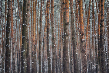 Obraz premium Texture of pine trunks winter forest. Nature