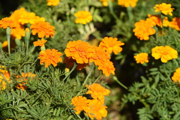 Colorful flower bed in a park 