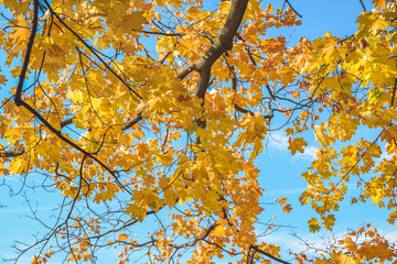 Colorful trees in autumn VII, Prague, Czech Republic
