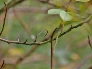 Zweig in Nahaufnahme